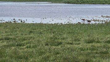2025-05-13_Tagesfahrt Schloss Esterhazy-Kutschenfahrt-Heurigenbuffet 080