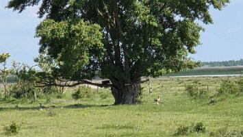 2025-05-13_Tagesfahrt Schloss Esterhazy-Kutschenfahrt-Heurigenbuffet 093