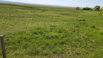 2025-05-13_Tagesfahrt Schloss Esterhazy-Kutschenfahrt-Heurigenbuffet 094