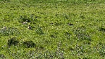 2025-05-13_Tagesfahrt Schloss Esterhazy-Kutschenfahrt-Heurigenbuffet 095