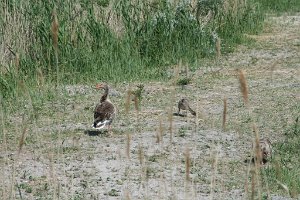 20070514 Tagesfahrt Bgld_104