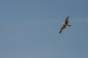 20070514 Tagesfahrt Bgld_111