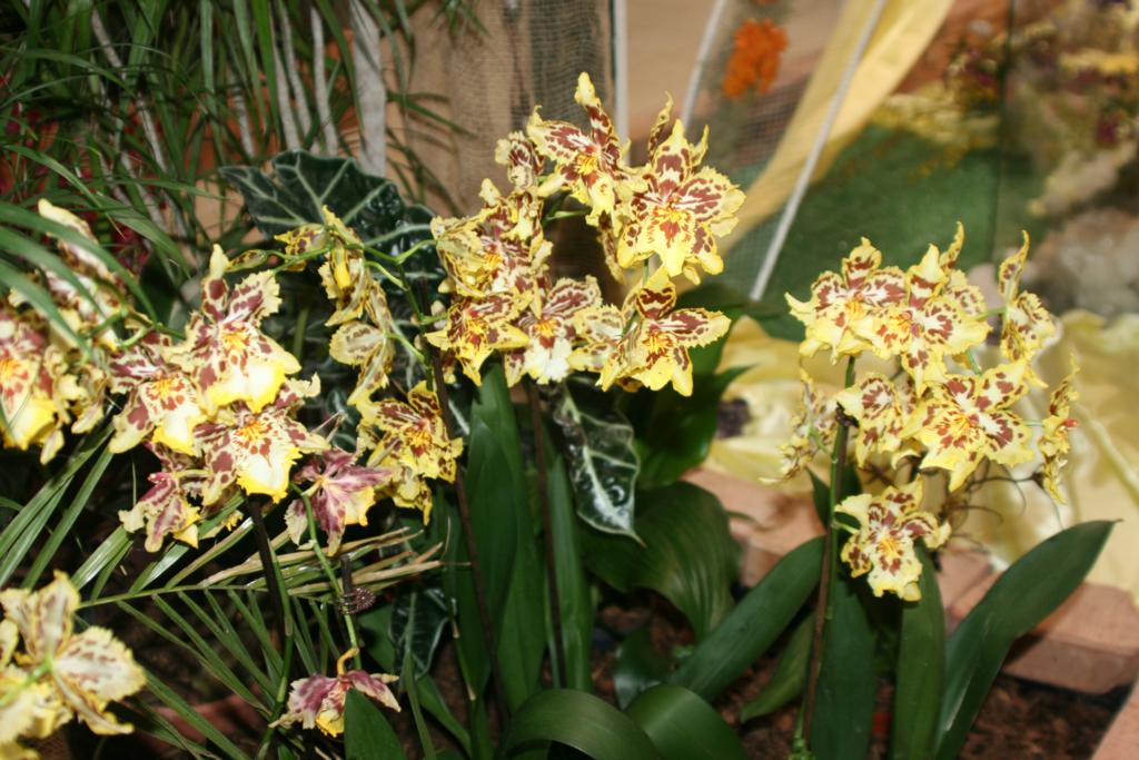 20090309 Orchideen 2009 045