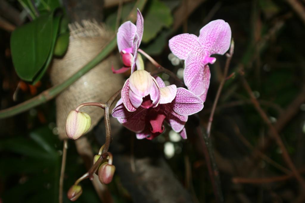 20090309 Orchideen 2009 046