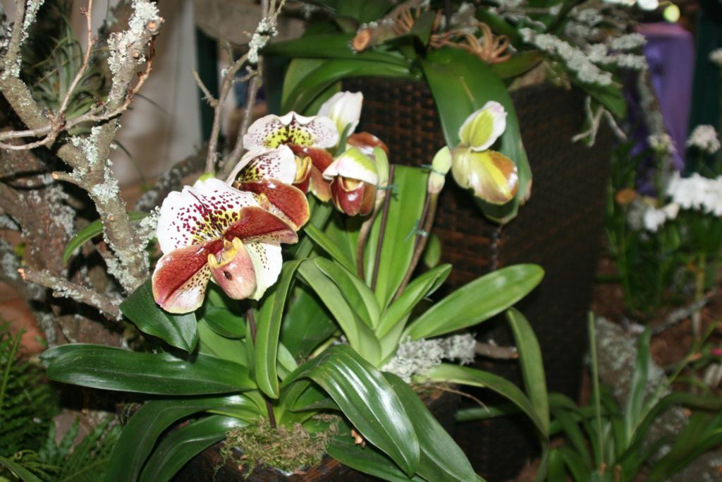 20090309 Orchideen 2009 055